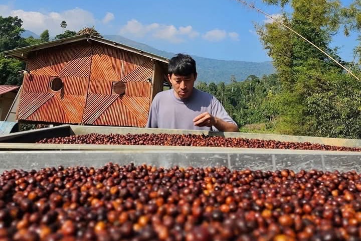 ลานตากเชอร์รี่กาแฟที่ Lapian Farm มณีพฤกษ์ น่าน — คนไร่กำลังคัดเชอร์รี่บนตะแกรงตาก หน้ายุ้งสังกะสี